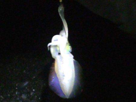 石津浜、夜中にアオリイカ釣行　その後、御前崎でサゴシ